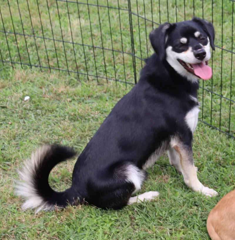 A baby small-sized male Black Mixed Breed dog named Tuffy Mcwiggins for adoption in Winchester, TN
