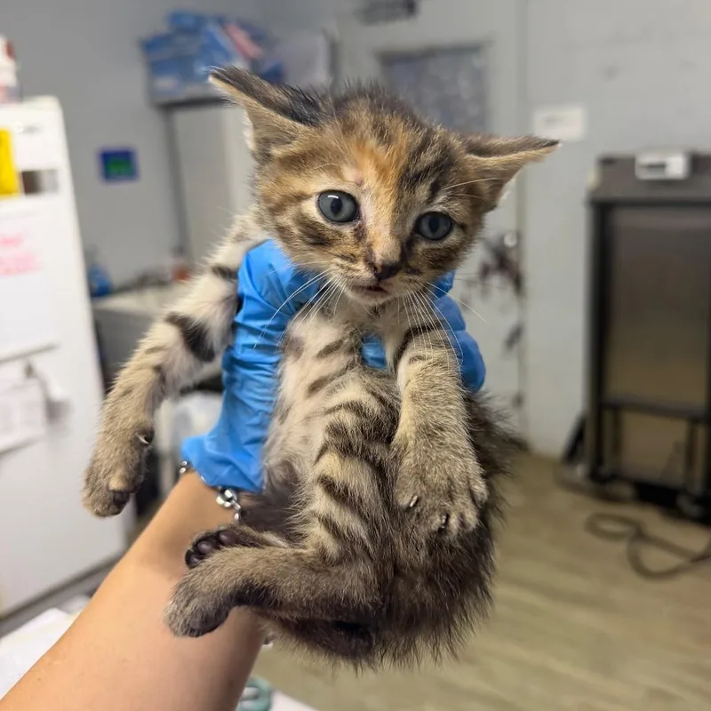 A baby small-sized female Gray / Blue / Silver Domestic Short Hair cat named Treble for adoption in Summerville, SC
