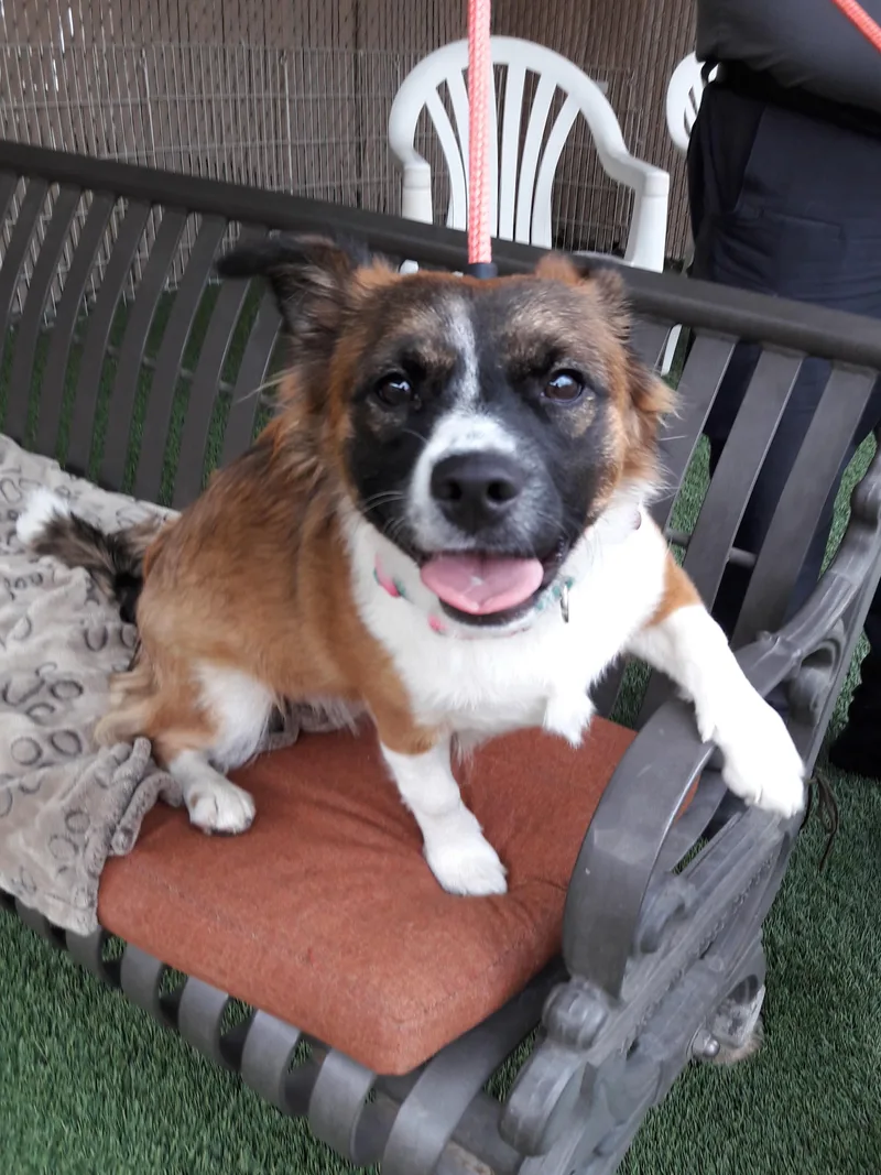 A baby medium-sized female Tricolor (Brown, Black, & White) Corgi dog named Annie for adoption in Mesquite, NV