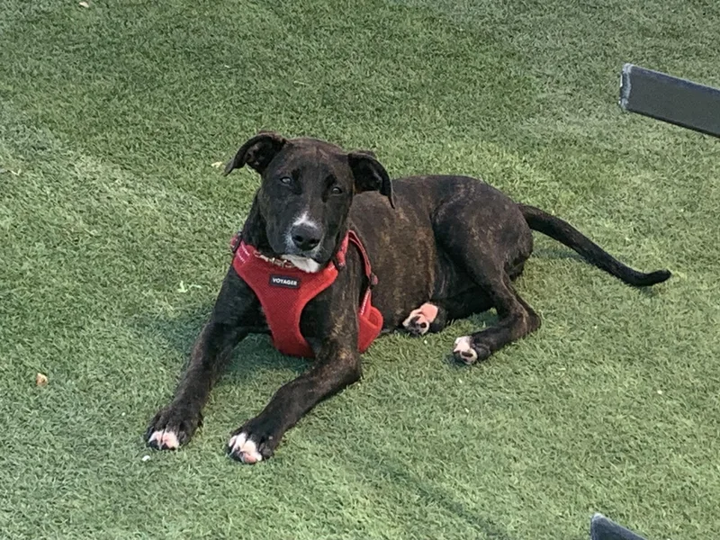 A baby medium-sized female Brindle Terrier dog named Scully for adoption in Grass Valley, CA