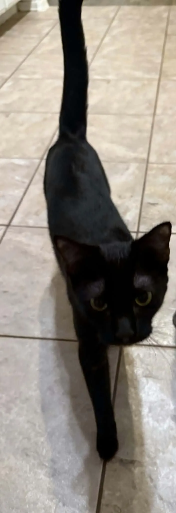 A baby medium-sized female Black Domestic Short Hair cat named Luna for adoption in Glendale, AZ