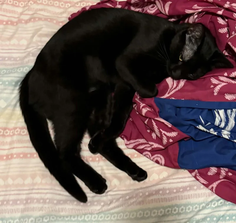 Luna thumbnail 3
