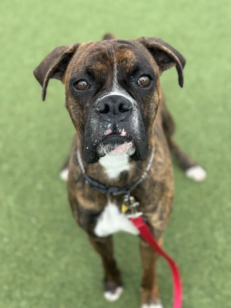 A young medium-sized male Brown / Chocolate Boxer dog named Riley for adoption in Cleveland, OH