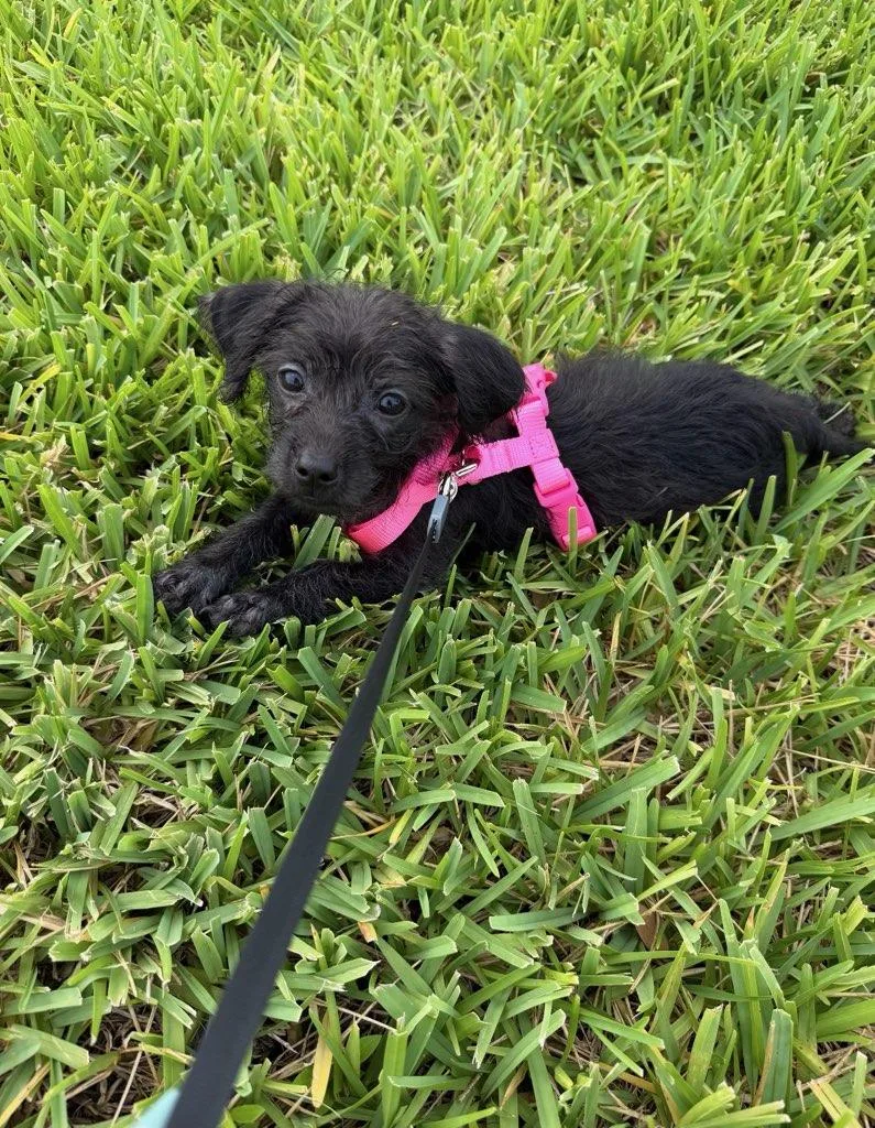Penelope