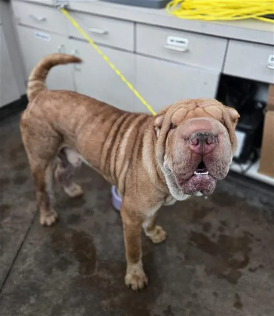 A young large-sized male Mixed Breed dog named Quincy for adoption in Dallas, TX