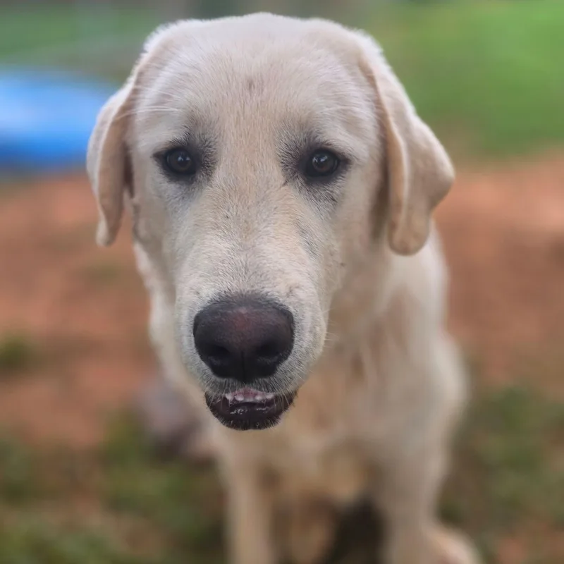 Duke L.