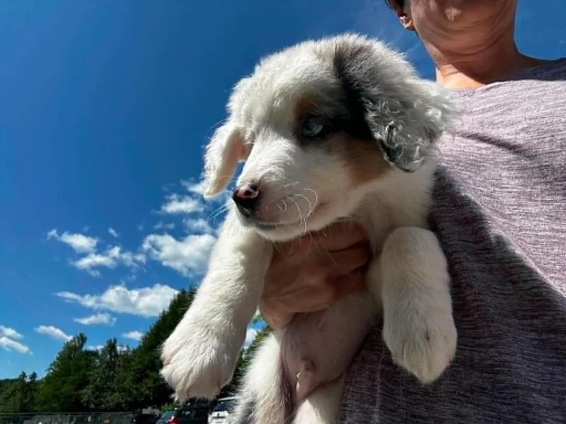 A baby small-sized male Tricolor (Brown, Black, & White) Australian Shepherd dog named Sonar for adoption in Ontario, CA