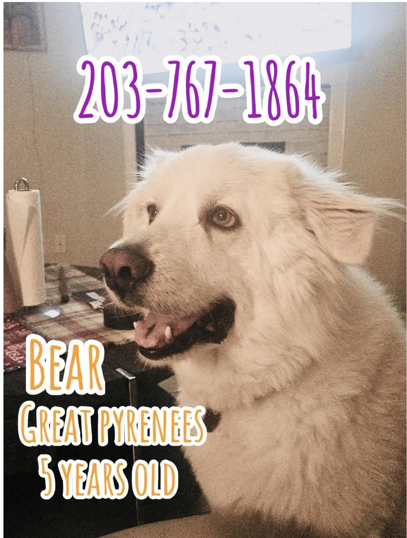 Bear
