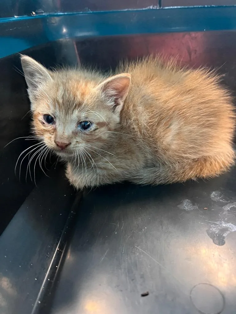 A baby medium-sized male Domestic Short Hair cat named Spicy for adoption in Danielsville, GA