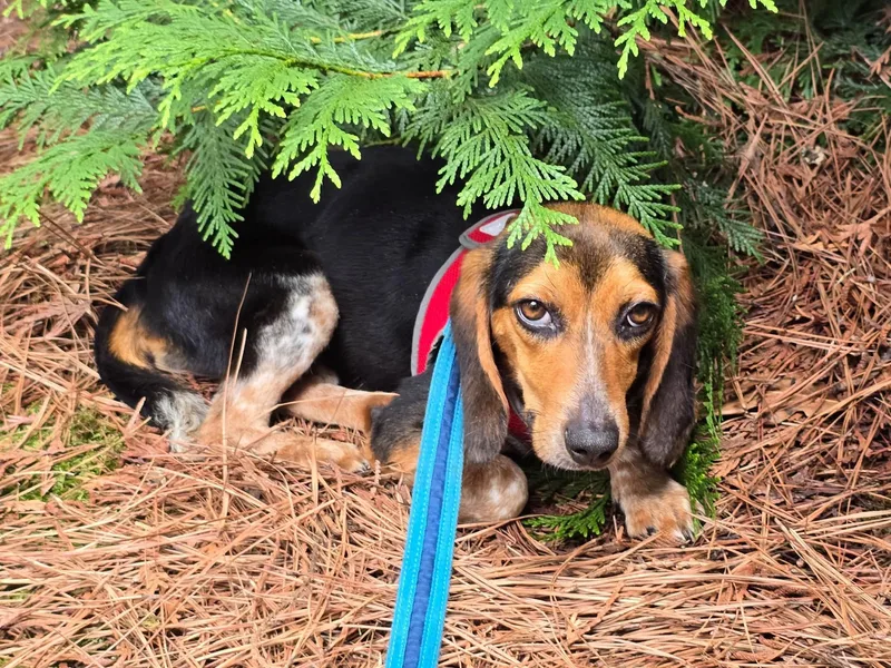 A young small-sized female Beagle dog named Bagelette for adoption in Matthews, NC