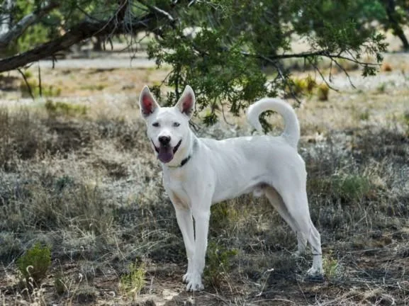 A young medium-sized male Mixed Breed dog named Cable for adoption in Santa Fe, NM
