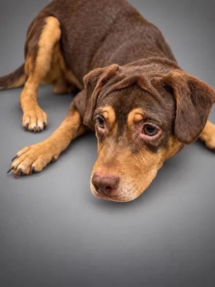 An adult medium-sized male Labrador Retriever dog named Drew for adoption in Bowling Green, KY