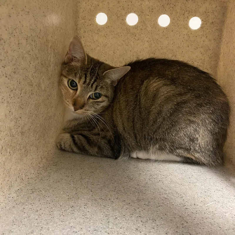 An adult medium-sized female Brown / Chocolate Domestic Short Hair cat named Lilian for adoption in Reno, NV