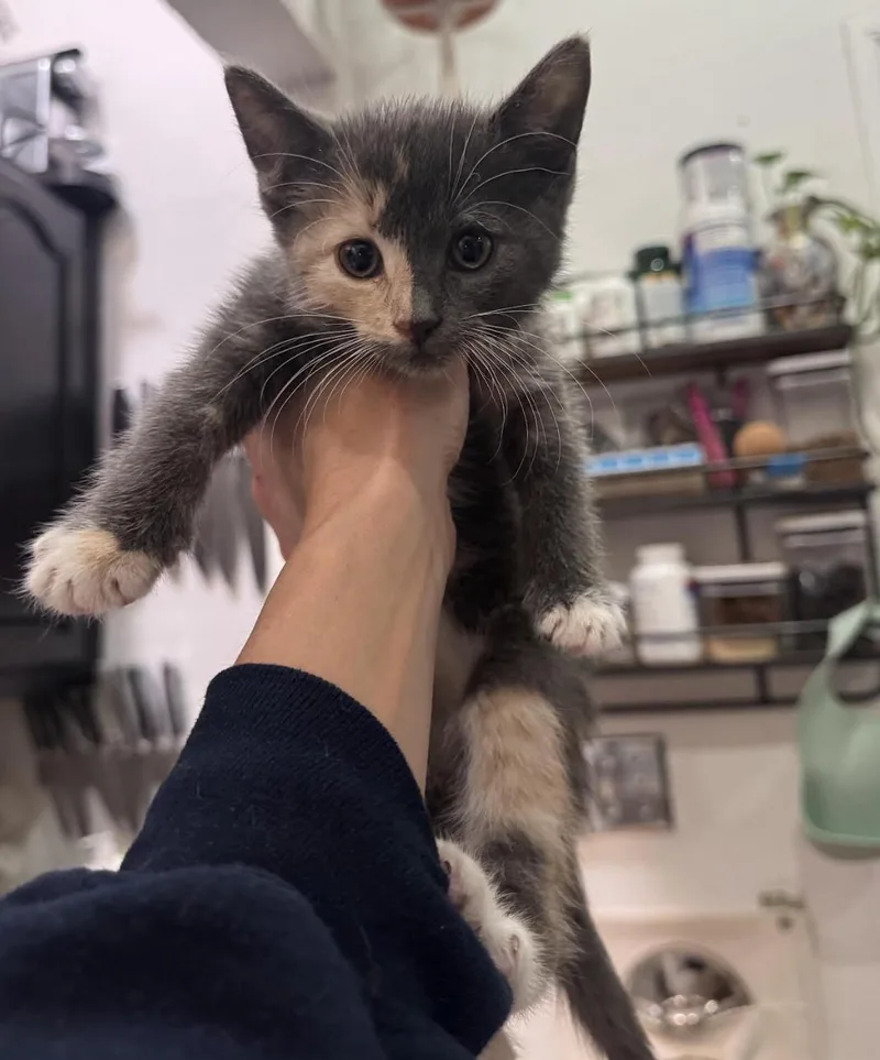 A baby medium-sized female Calico Domestic Short Hair cat named Bo Peep for adoption in New York, NY