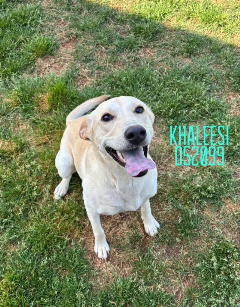 A baby medium-sized female Labrador Retriever dog named Khaleesi for adoption in Clarksville, TN