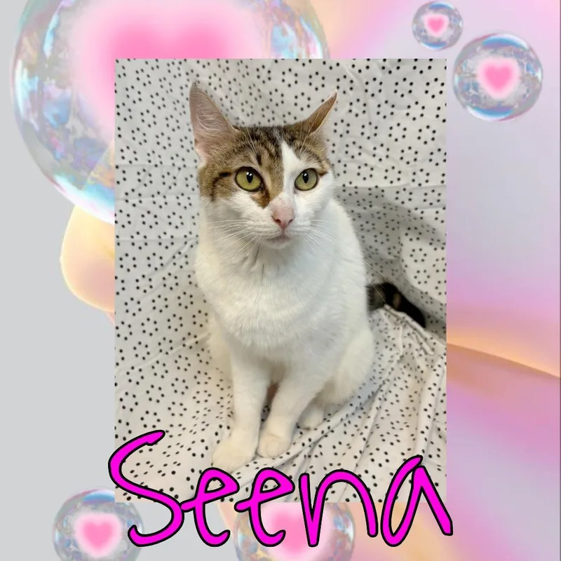 A young medium-sized female White Domestic Medium Hair cat named Senna for adoption in Royse City, TX