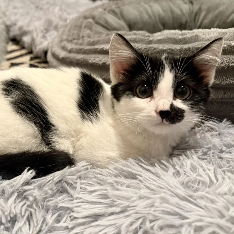 A young small-sized female White Domestic Short Hair cat named Jennifer for adoption in Los Angeles, CA