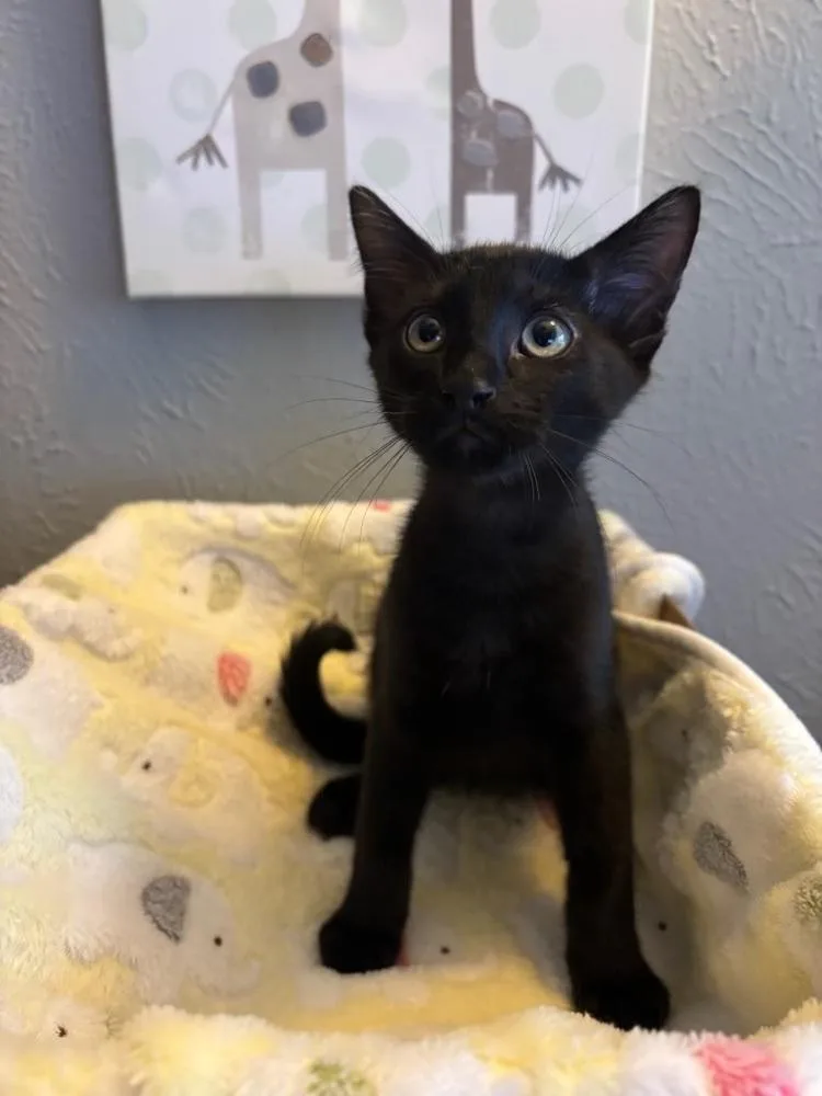 A baby small-sized male Domestic Short Hair cat named Clawdius for adoption in Dallas, TX