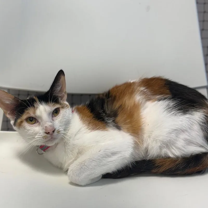 A young medium-sized female Calico Domestic Short Hair cat named Sunflower for adoption in Pasadena , MD