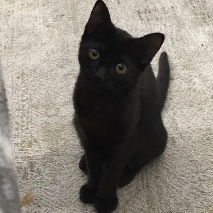 A baby small-sized female Domestic Short Hair cat named Jett for adoption in West Chester, PA