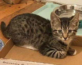 A baby medium-sized female Domestic Short Hair cat named Poached for adoption in Trenton, NJ