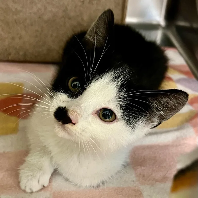 A baby small-sized female White Domestic Short Hair cat named Horchata for adoption in Tacoma, WA
