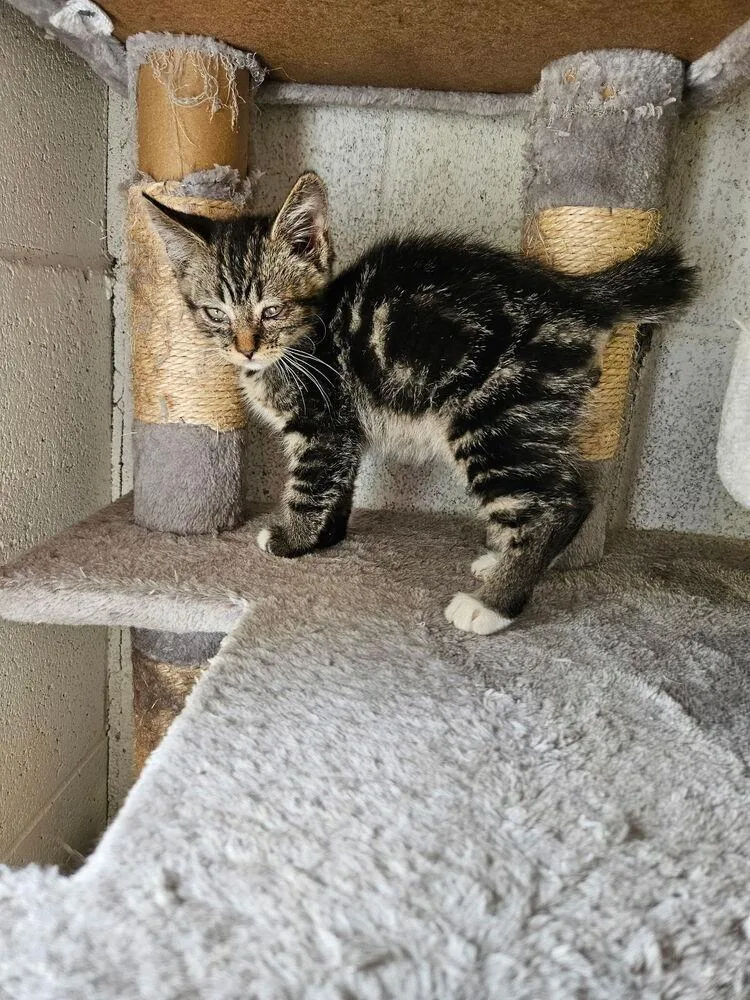 A baby small-sized male Domestic Short Hair cat named Ethan for adoption in Ontario, CA
