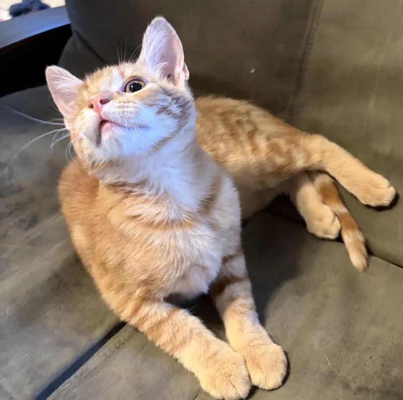 A baby medium-sized female Domestic Short Hair cat named Penny for adoption in Penryn, CA