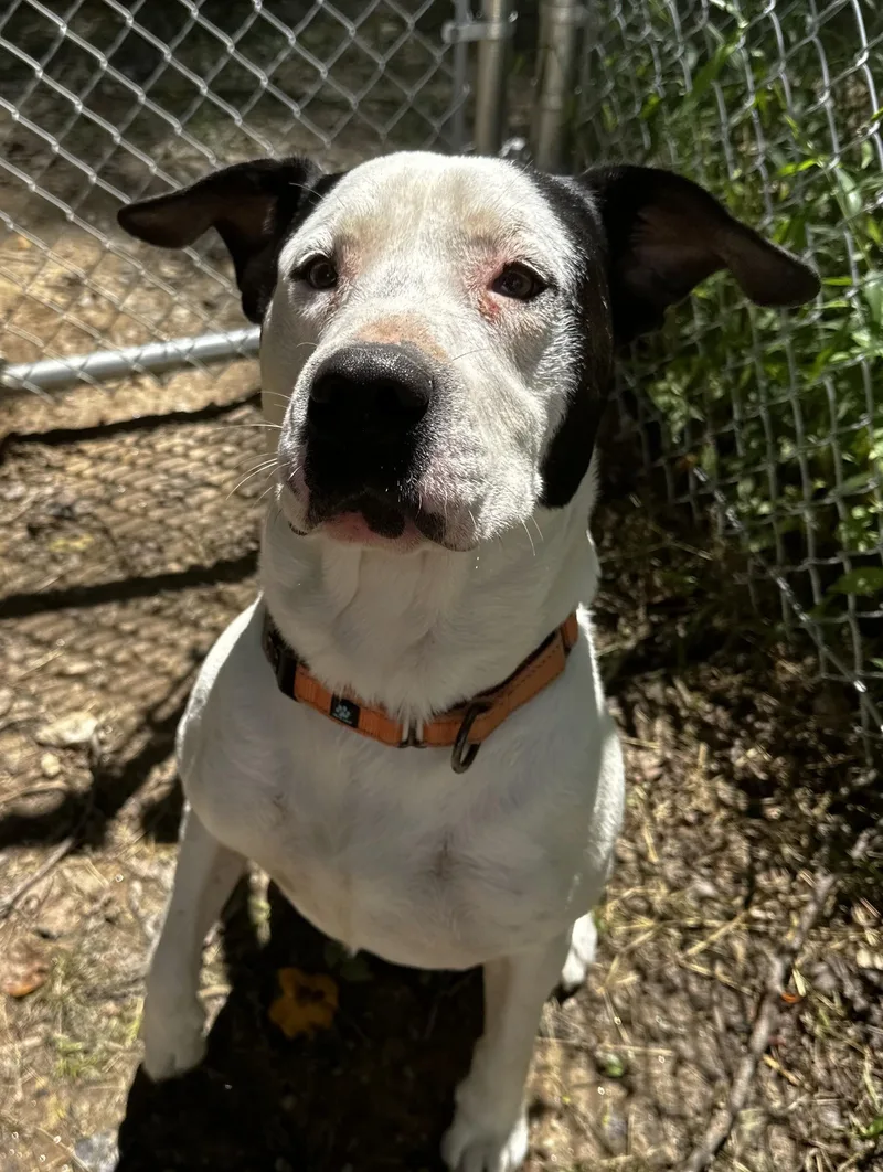 An adult medium-sized male Mixed Breed dog named Tank for adoption in Reisterstown, MD