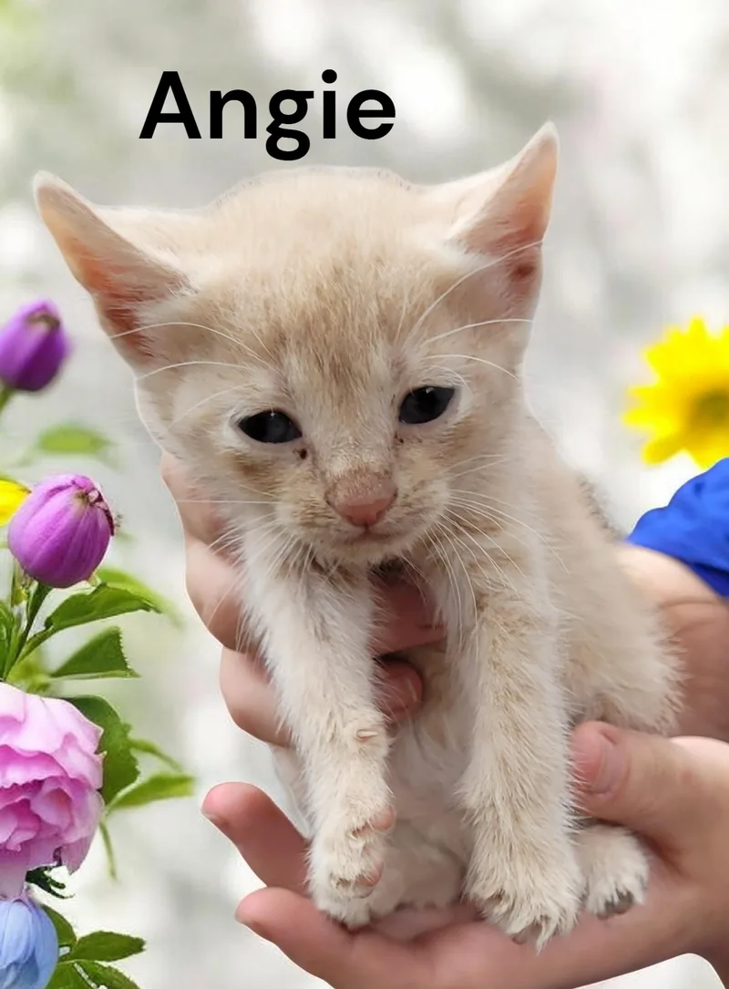 Angie