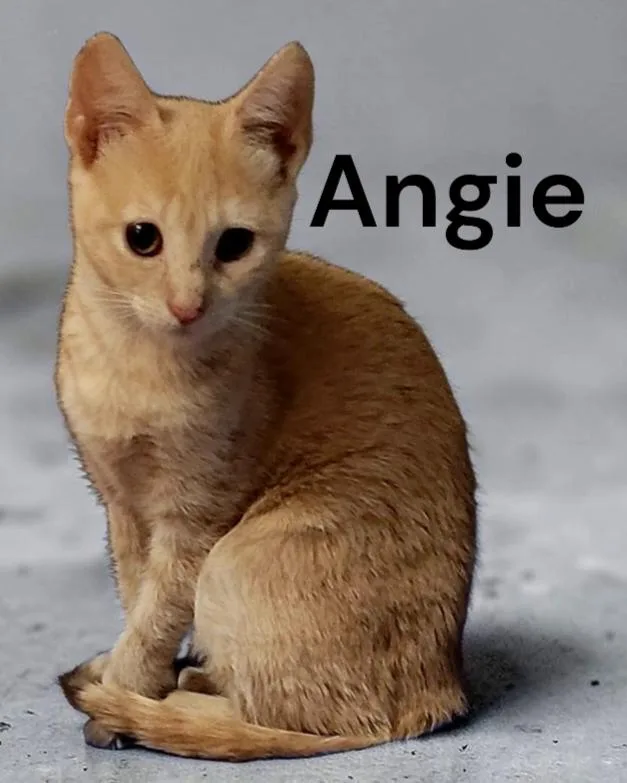 Angie thumbnail 2