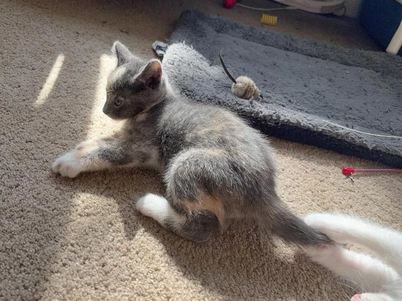 A baby medium-sized female Domestic Short Hair cat named Buttercup for adoption in Oceanside, CA