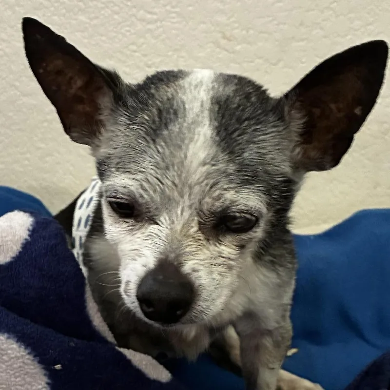 A senior small-sized male Black Chihuahua dog named Arthur for adoption in Las Vegas, NV