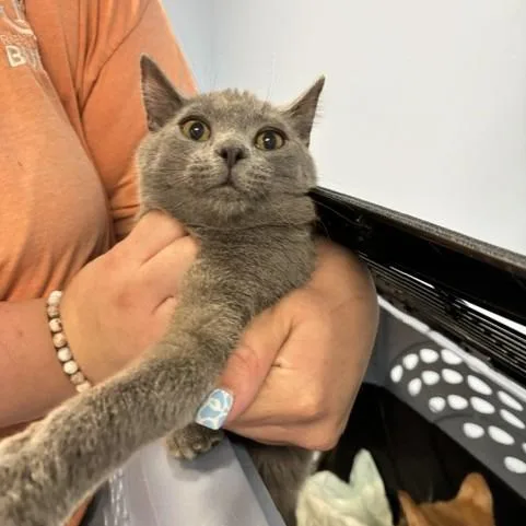 A baby small-sized male Gray / Blue / Silver Domestic Short Hair cat named Nemo for adoption in St Joseph, MO