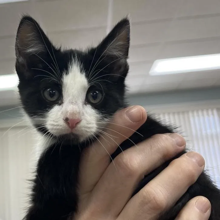 A young small-sized male Black Domestic Short Hair cat named Elmer for adoption in Greensboro, GA