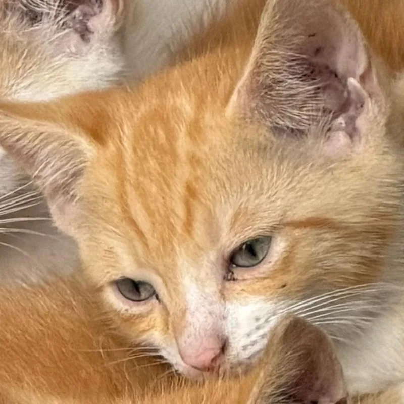 A baby small-sized male Orange / Red Domestic Short Hair cat named Brandon for adoption in West Palm Beach, FL