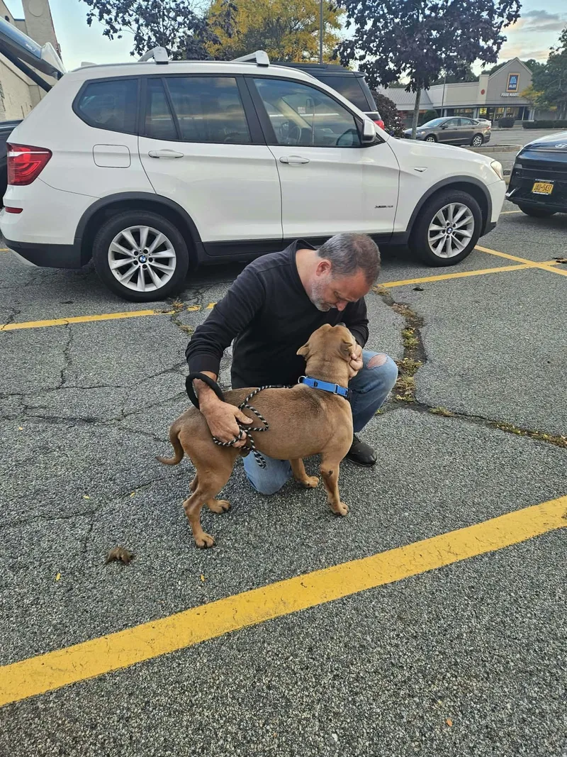 An adult medium-sized male Terrier dog named Grizzly for adoption in Holbrook, NY