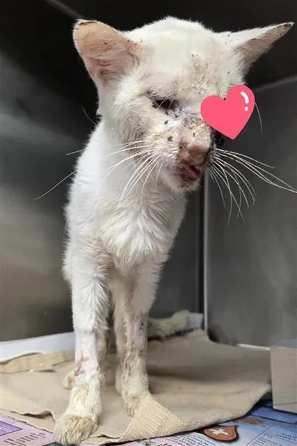 An adult medium-sized male Domestic Medium Hair cat named Gibby for adoption in San Antonio, TX