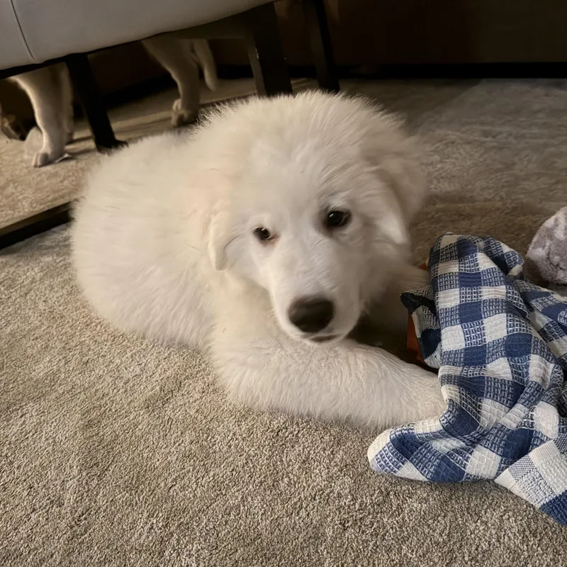 A baby extra large-sized male Great Pyrenees dog named Lambchop for adoption in Ellicott City, MD