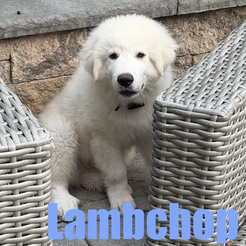 Lambchop thumbnail 3