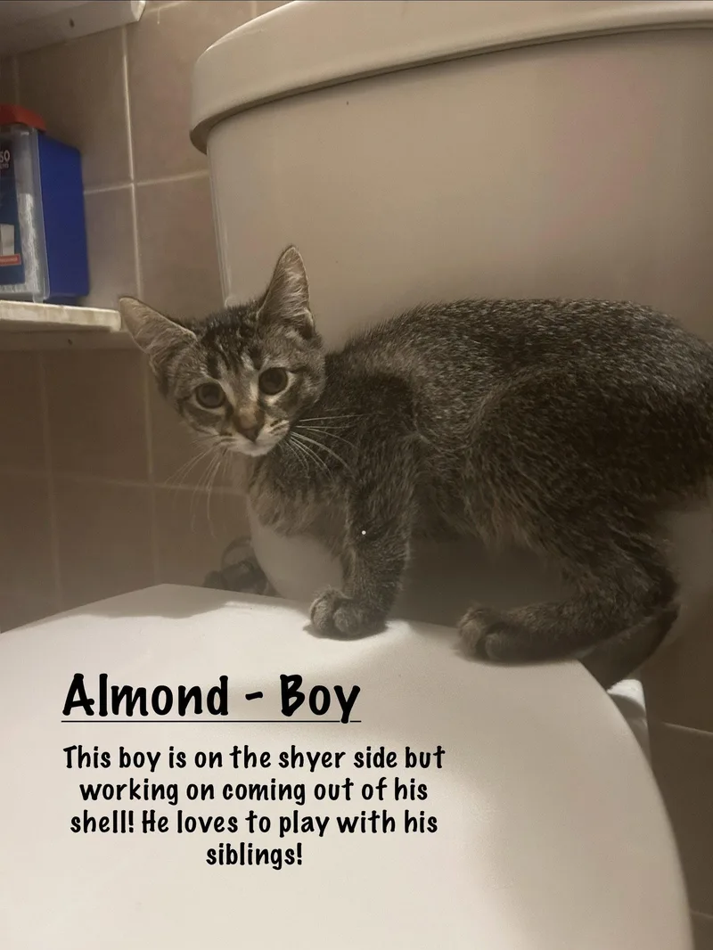 Almond