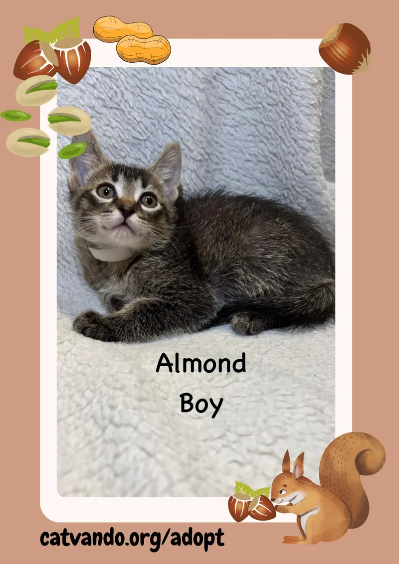 Almond thumbnail 3