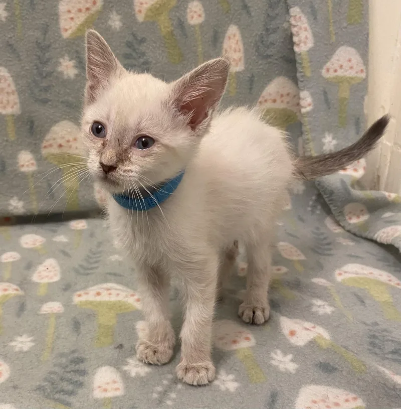 A baby medium-sized male Siamese cat named Comet. for adoption in Mobile, AL