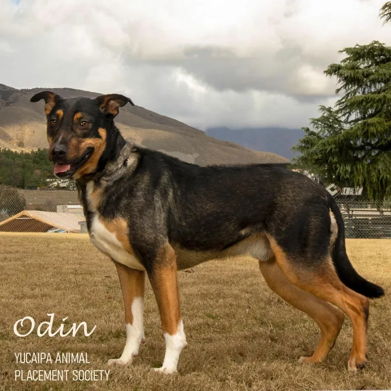 Odin