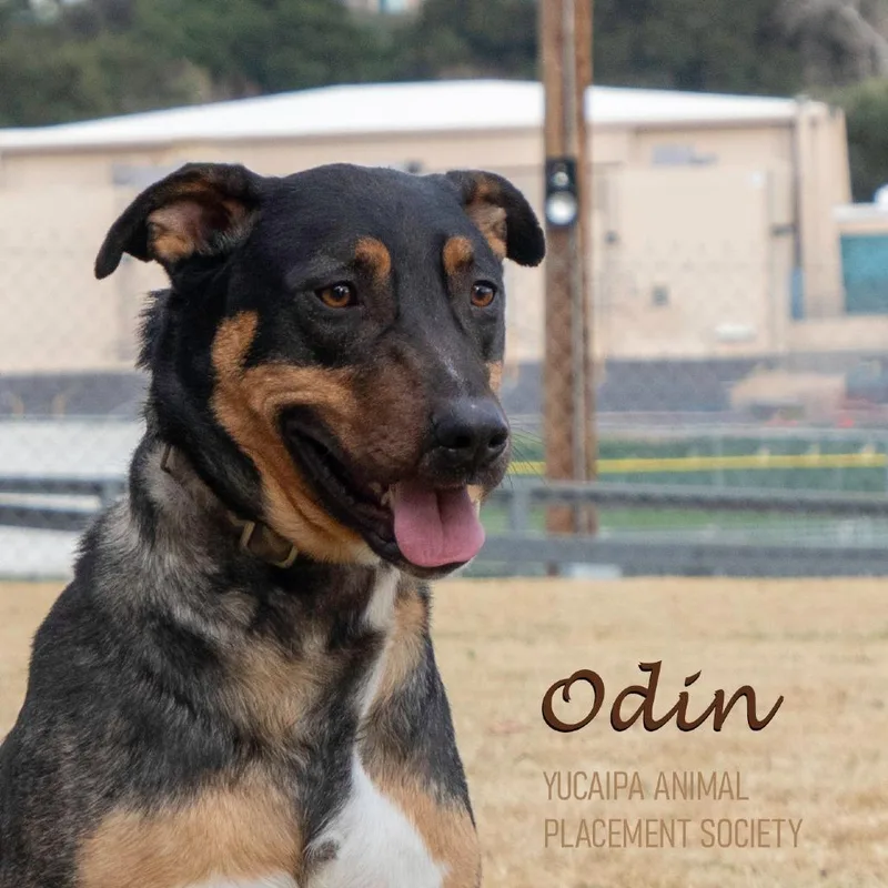 Odin thumbnail 2