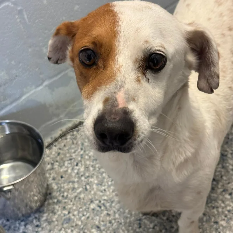 An adult medium-sized male Rat Terrier dog named AAron for adoption in Livingston, TX