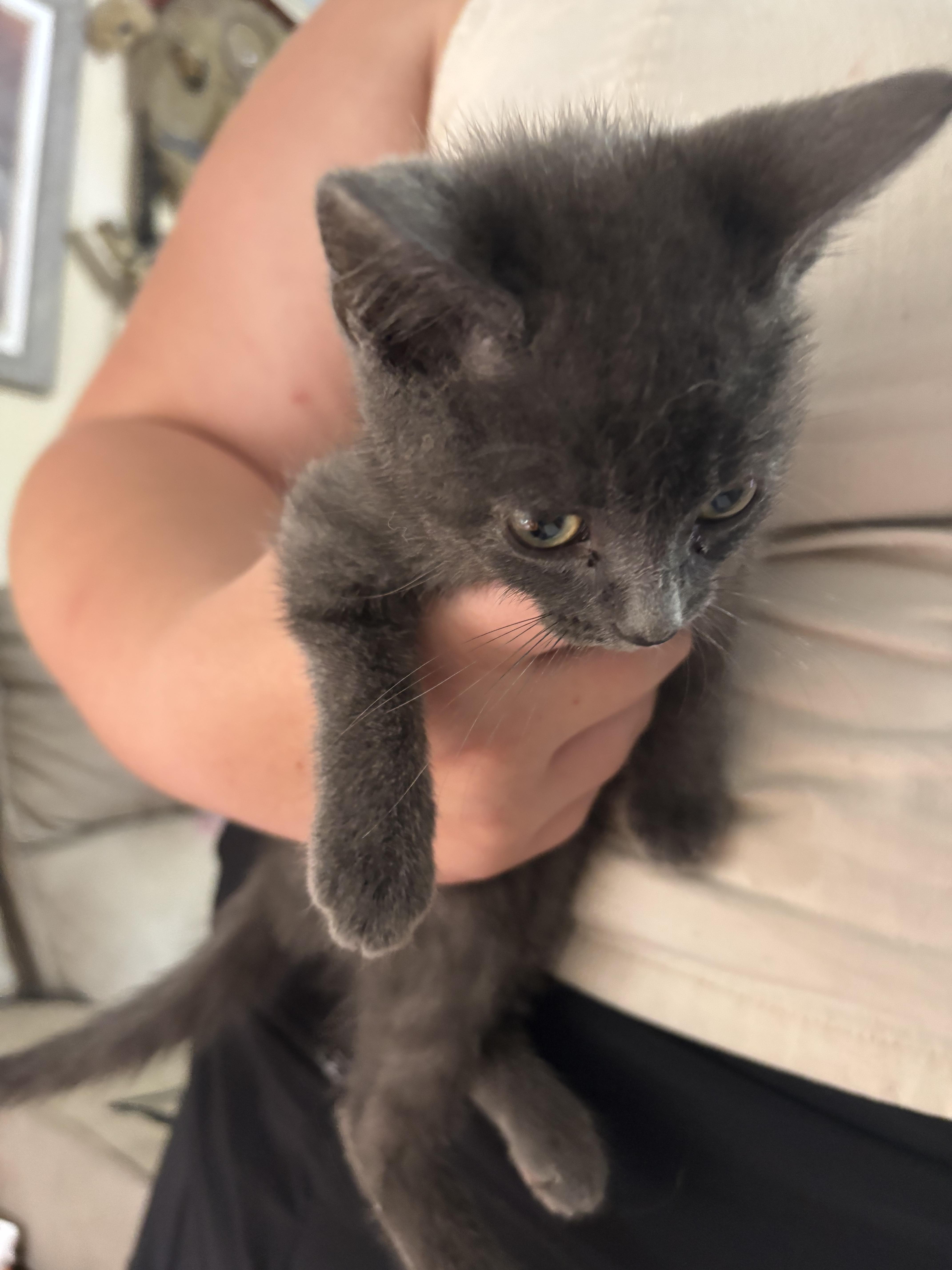 A baby small-sized male Domestic Short Hair cat named Leon for adoption in Randolph, AL