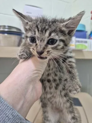 Kovu