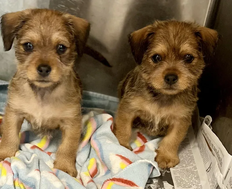 Daupling thumbnail 2