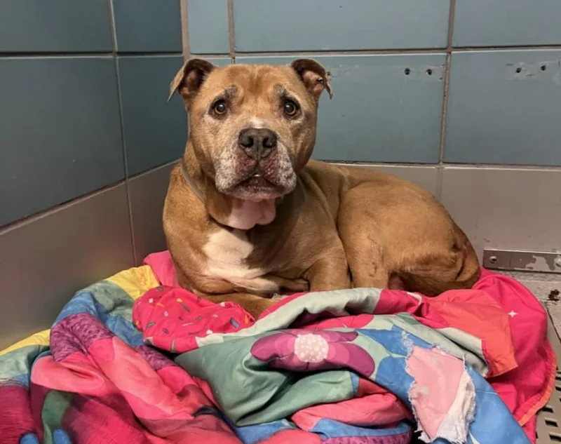 A senior large-sized male Staffordshire Bull Terrier dog named Mac for adoption in Houston, TX